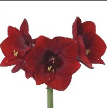 Vollsortiment - Amaryllis (ga) ROYAL VELVET